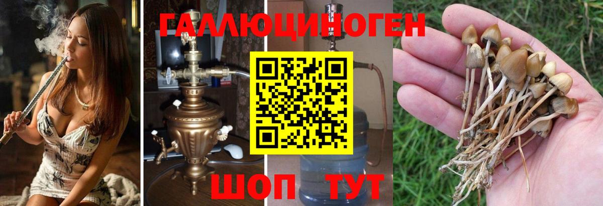 Псилоцибиновые грибы Cubensis Донецк